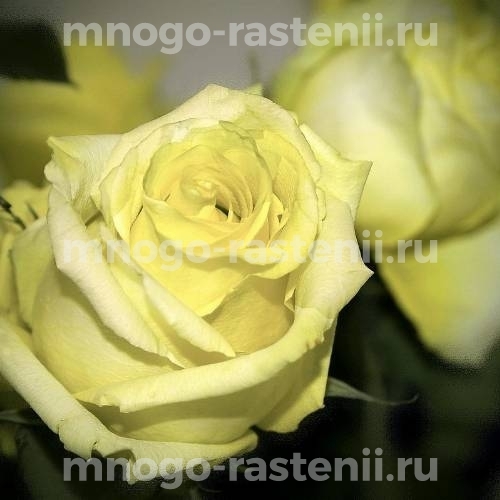 Роза Лимона