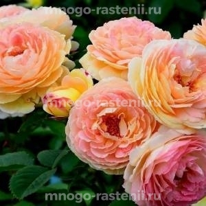Роза Розоман Жанон