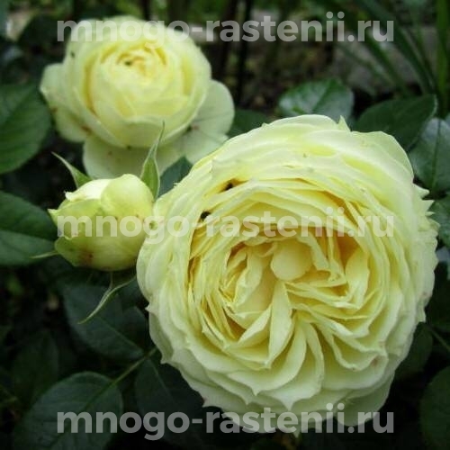 Роза Лимона
