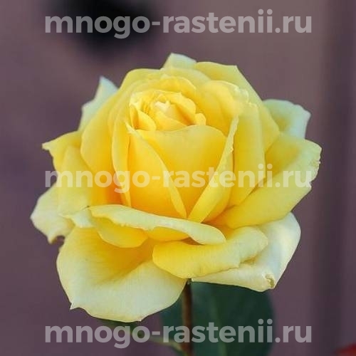 Роза Лимона