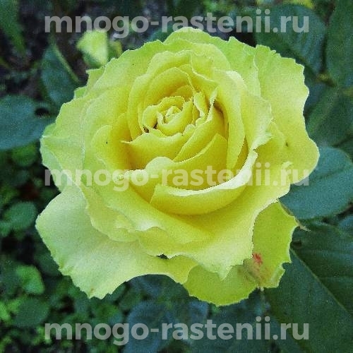Роза Лимона