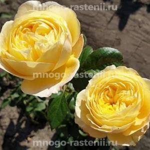 Роза Кассандра