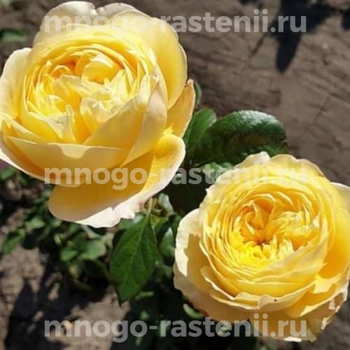 Роза Кассандра