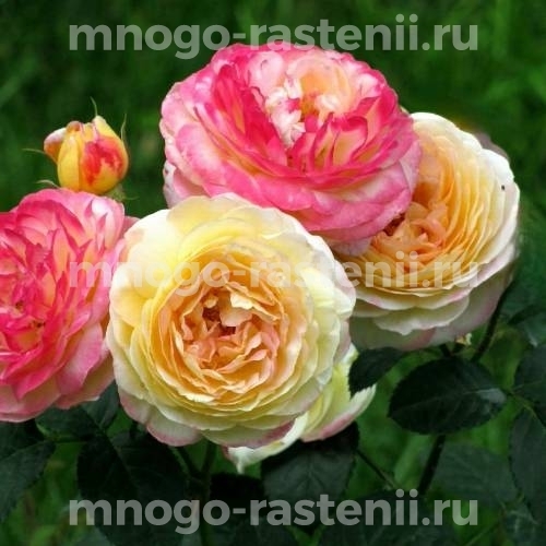 Роза Розоман Жанон