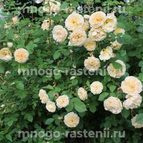 Роза Тизинг Джорджия