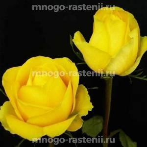  Роза Латина