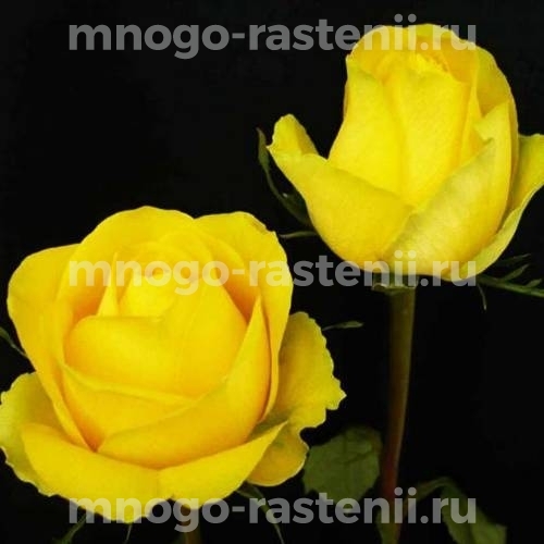 Саженцы Розы Латина