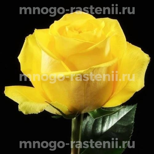 Саженцы Розы Латина