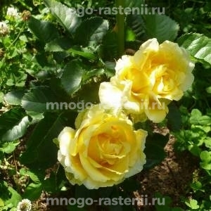 Роза Римоза