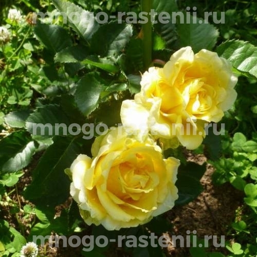 Саженцы Розы Латина