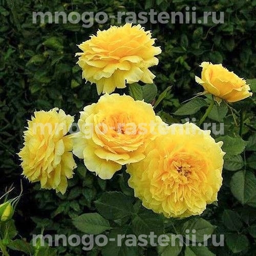 Роза Чайна Герл