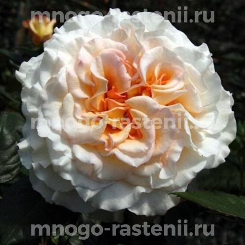 Роза Комтесса
