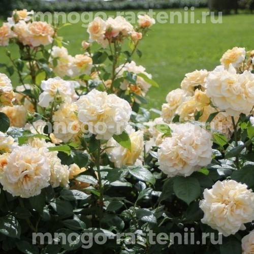 Роза Комтесса