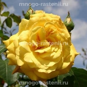 Роза Голдштерн