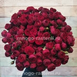 Роза Марун