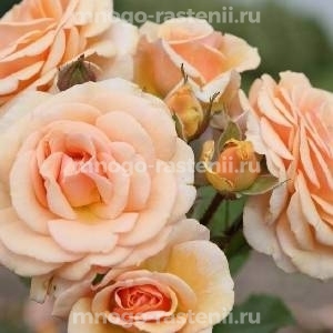 Роза Свит Хани