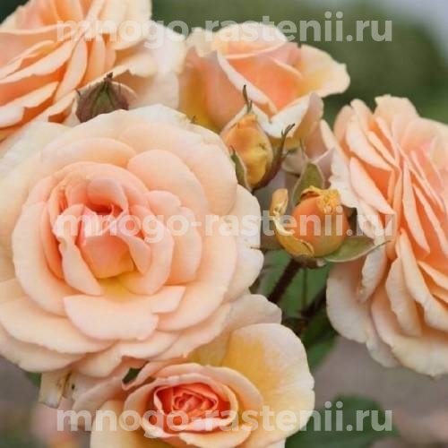Саженцы Розы Свит Хани