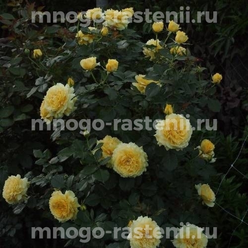 Роза Чайна Герл