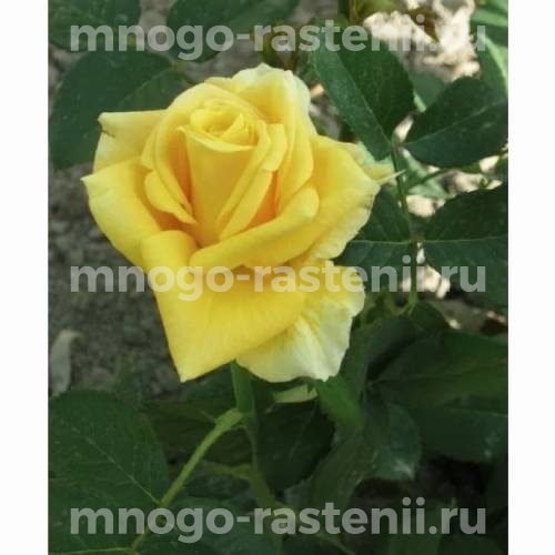 Саженцы Розы Латина