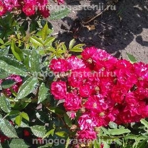 Роза Альберих