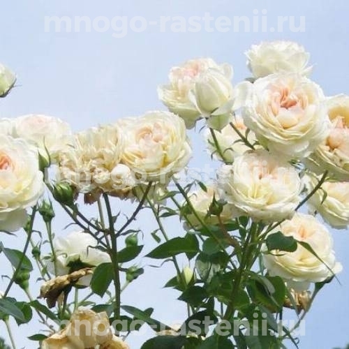 Роза Мон Жарден э Ма Мезон