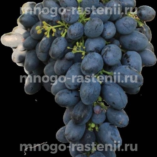 Виноград Алеатико
