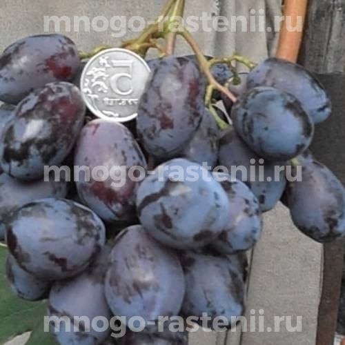 Виноград Сомерсет Сидлис 