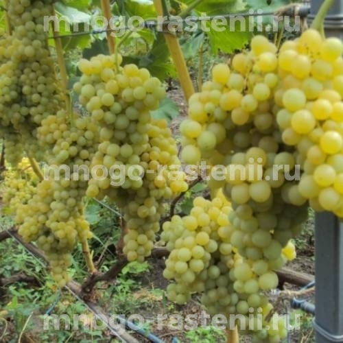 Виноград Кишмиш 342