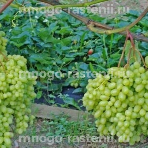 Саженцы винограда Гелиодор