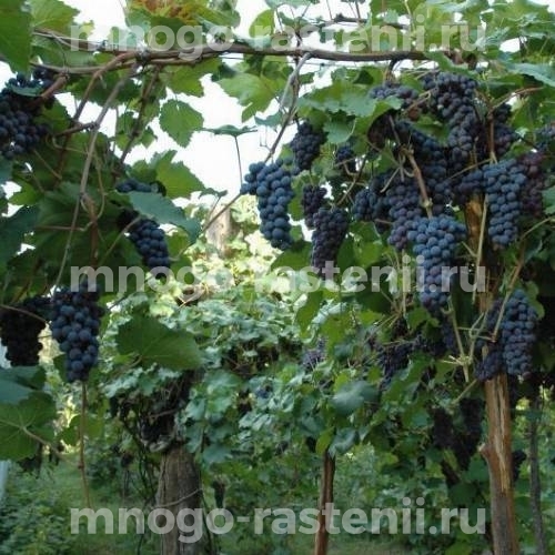 Виноград Амурский черный