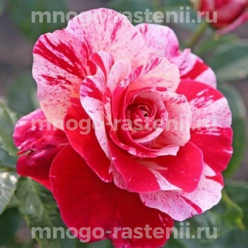 Роза штамбовая Абракабабра (Rosa Abracadabra)