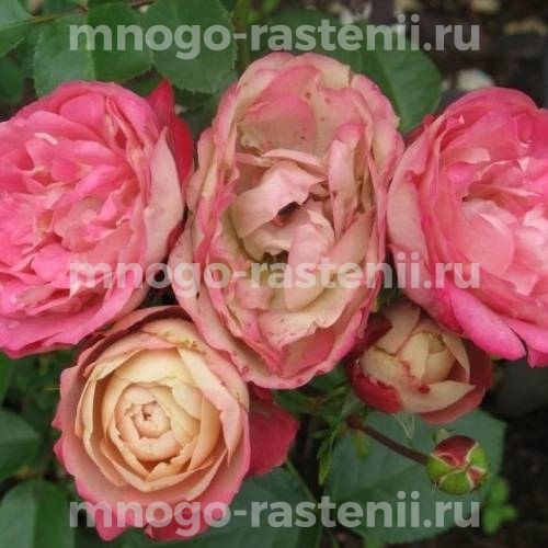 Саженцы Розы Акрополис (Rosa Acropolis)