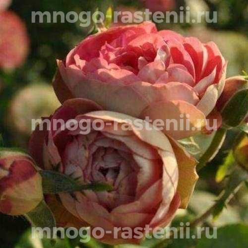Саженцы Розы Акрополис (Rosa Acropolis)