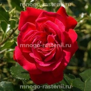 Роза Алекс Ред (Rosa Alec‘s Red)