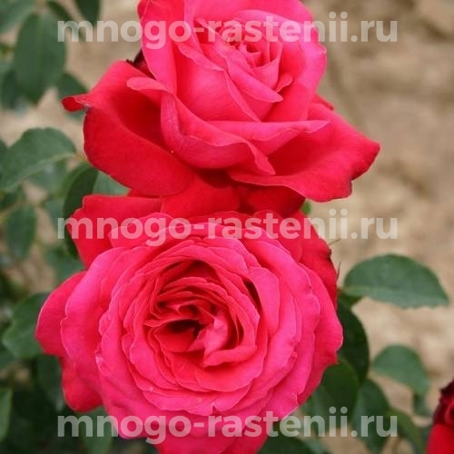 Саженцы Розы Алекс Ред (Rosa Alec‘s Red)