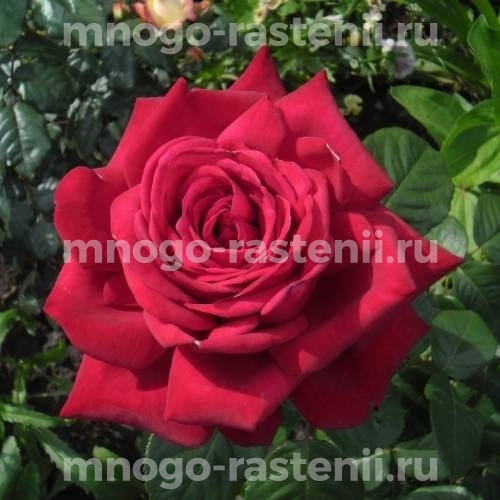 Саженцы Розы Алекс Ред (Rosa Alec‘s Red)
