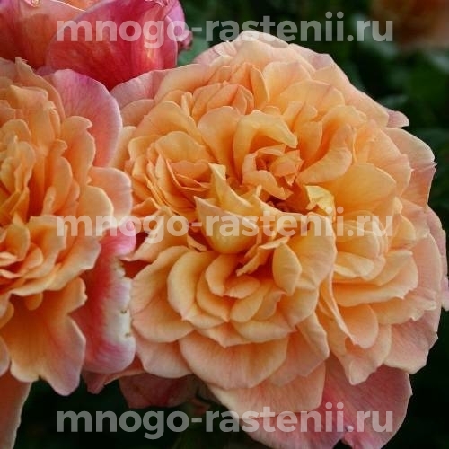 Саженцы Розы Алоха (Rosa Aloha)