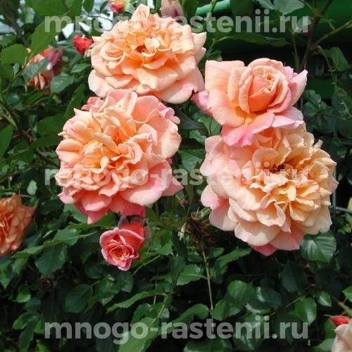 Саженцы Розы Алоха (Rosa Aloha)