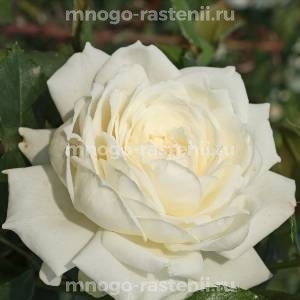 Роза Аляска (Rosa Alaska)