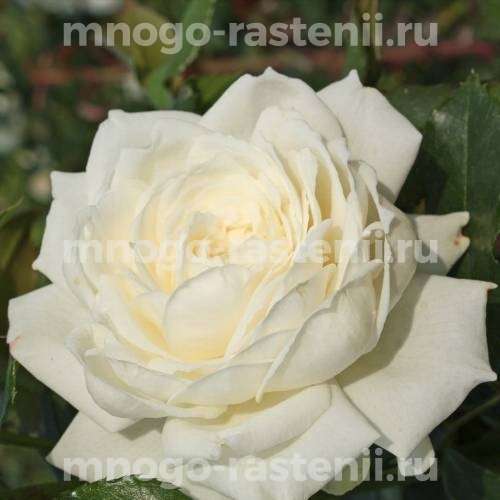 Саженцы Розы Аляска (Rosa Alaska)