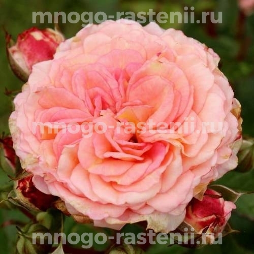 Саженцы Розы Амаретто (Rosa Amaretto)