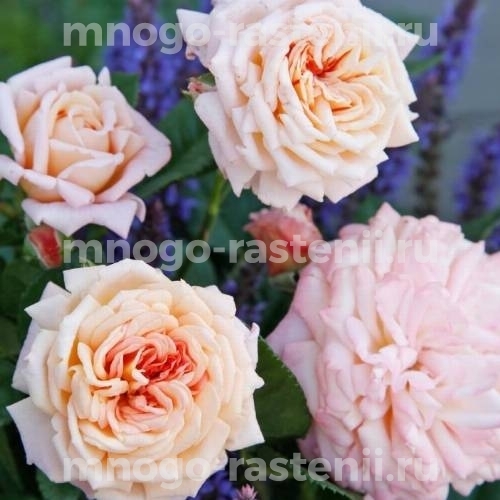 Саженцы Розы Амаретто (Rosa Amaretto)