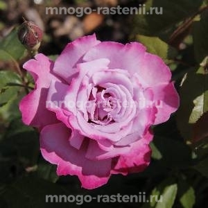 Роза Аметист (Rosa Ametista)