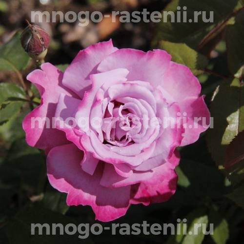 Саженцы Розы Аметист (Rosa Ametista)