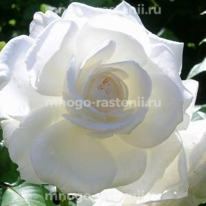 Роза Аннапурна (Rosa Annapurna)