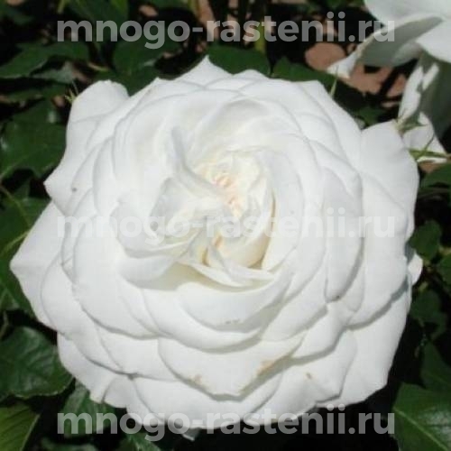 Саженцы Розы Аннапурна (Rosa Annapurna)