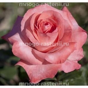 Роза Артур Рембо (Rosa Arthur Rimbaud)