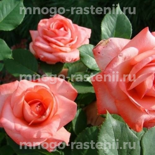Саженцы Розы Артур Рембо (Rosa Arthur Rimbaud)