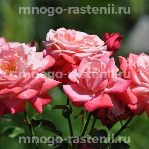 Саженцы Розы Артур Рембо (Rosa Arthur Rimbaud)