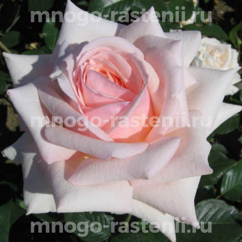 Саженцы Розы Барбадос (Rosa Barbados)